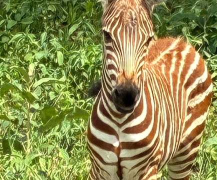 Shemeji Safari-阿鲁沙必去景点