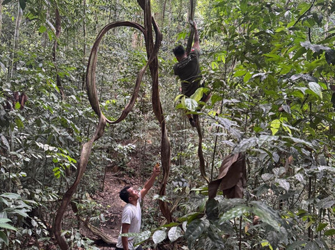 Sumatra orangutan escape-棉兰必去景点