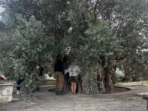 Cyprus Sunshine Safari Tours-Tala必去景点