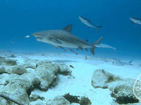Tank-ha Dive Center-普拉亚德尔卡曼必去景点
