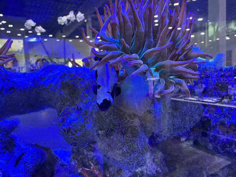 Boca Aquarium-博卡拉顿必去景点