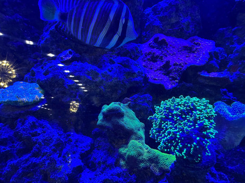 Boca Aquarium-博卡拉顿必去景点