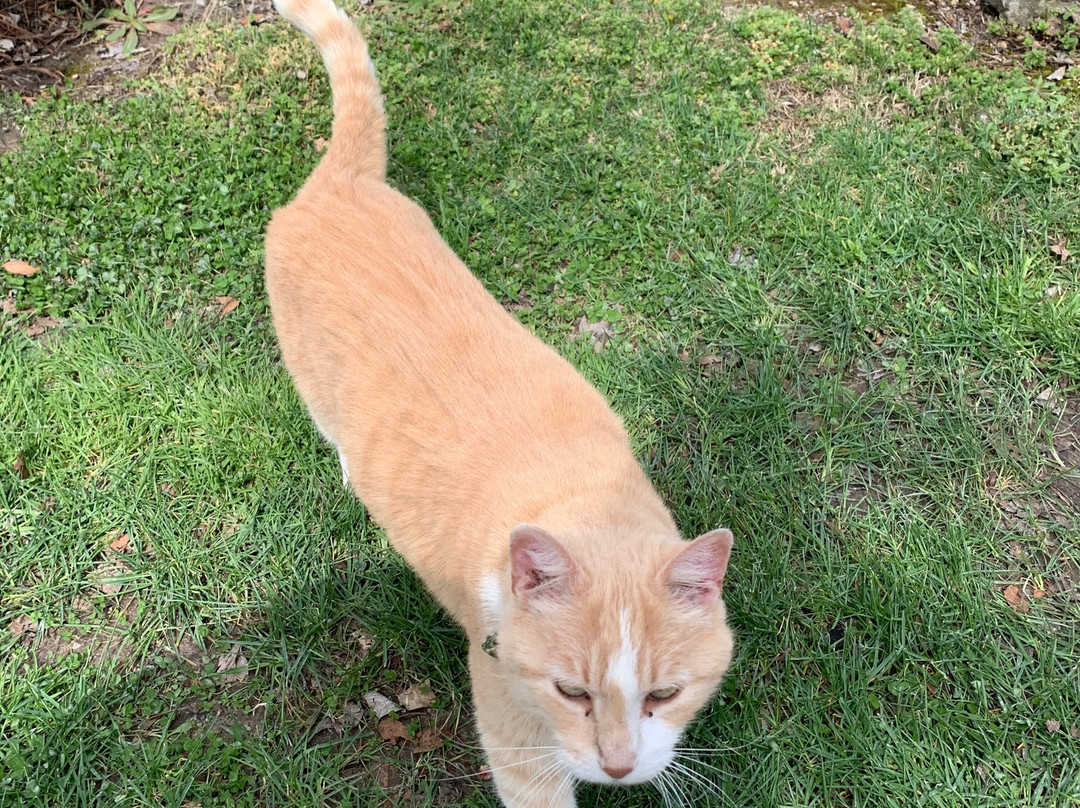 Quigley's Castle-尤里卡斯普林斯必去景点