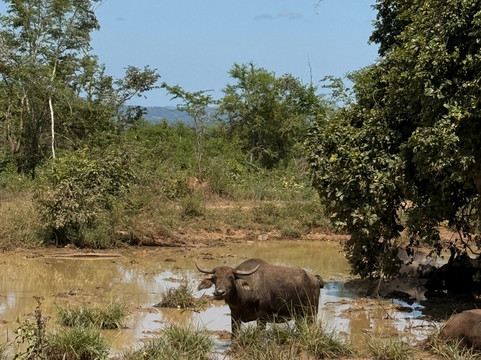 Nature Paradise Travels-科伦坡必去景点