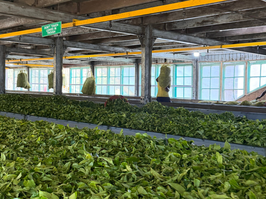 Nuwaraeliya Luxury Tours-奴娃拉伊利雅必去景点