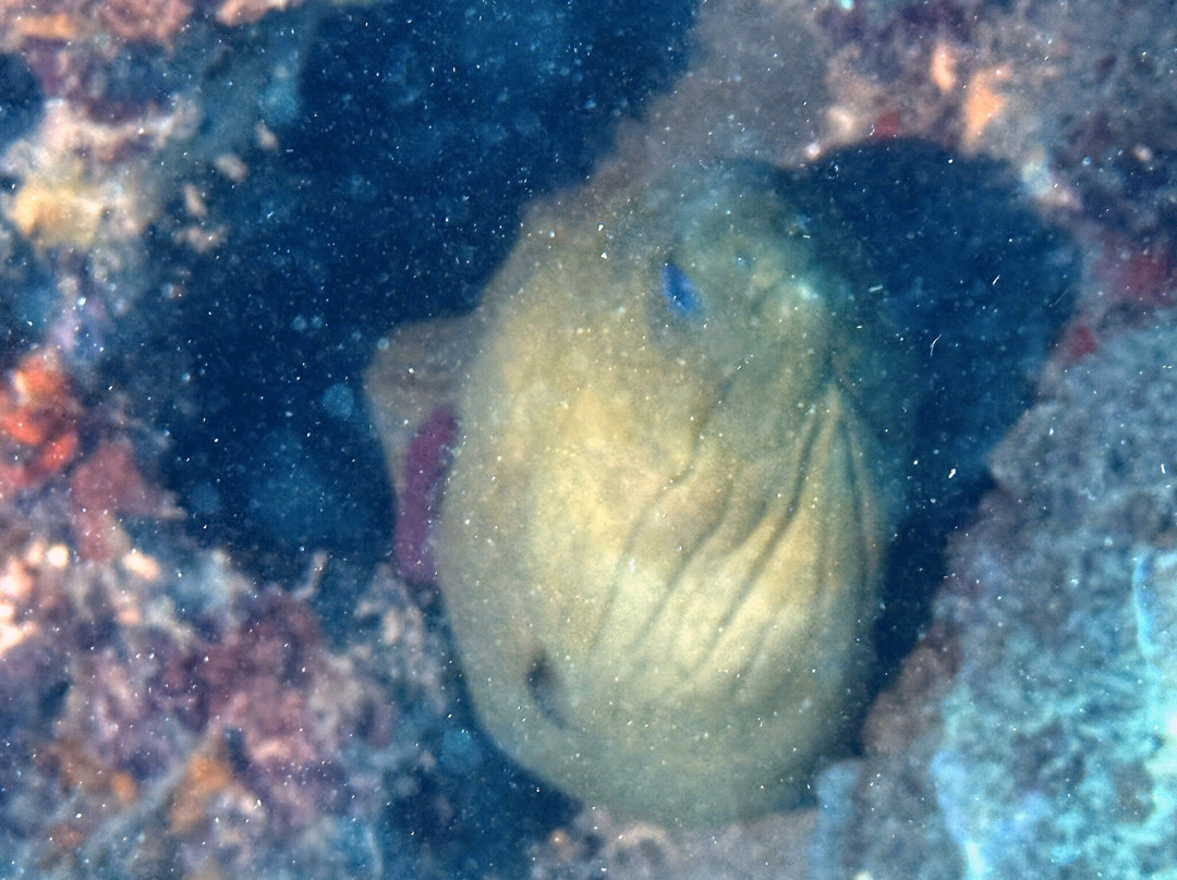 Native Spirit Scuba-Grand Anse必去景点