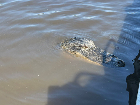 Wild Louisiana Kayak Swamp Tours-新奥尔良必去景点