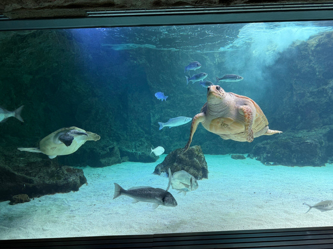 Aquarium de Biarritz-比亚里茨必去景点