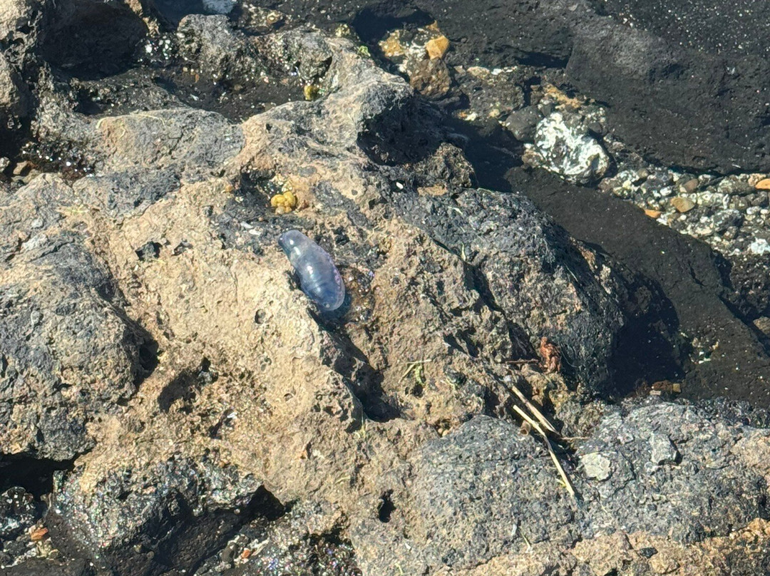 Faro del Tostón-El Cotillo必去景点