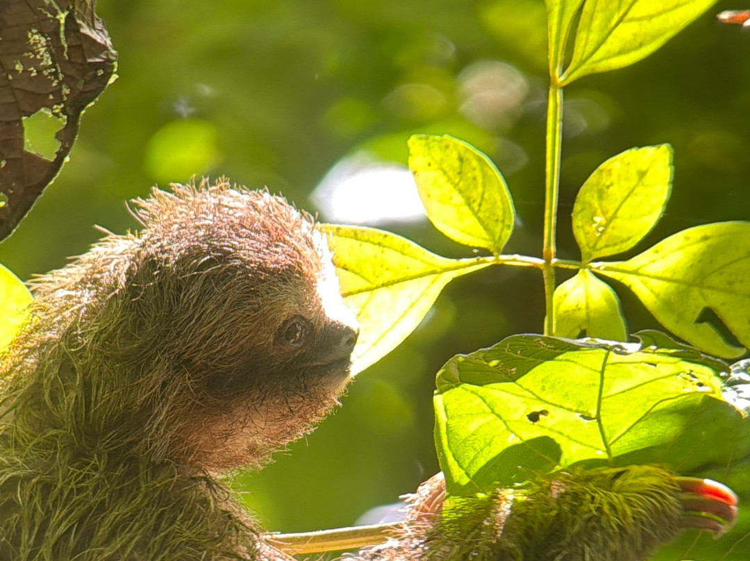 Papa's Place-La Fortuna必去景点