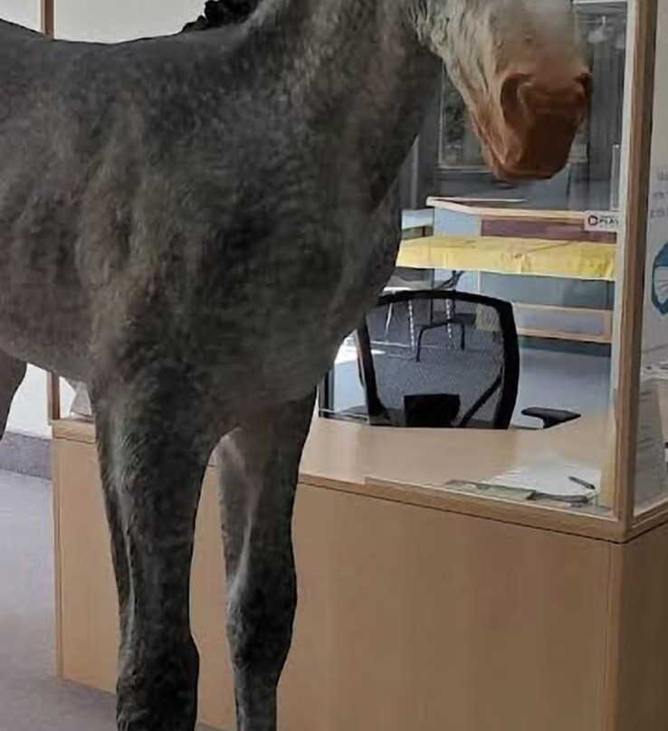 Moose Jaw Museum & Art Gallery-穆斯乔必去景点