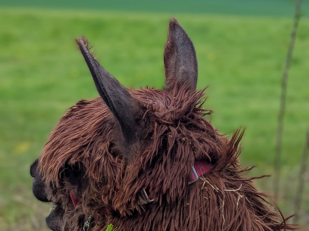 Dunreyth Alpacas-Funtington必去景点