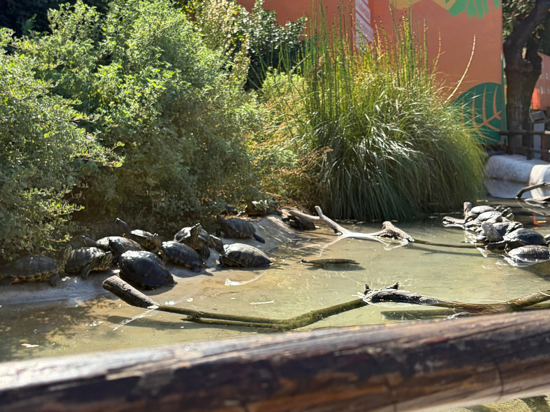 Zoológico Nacional de Chile-圣地亚哥必去景点