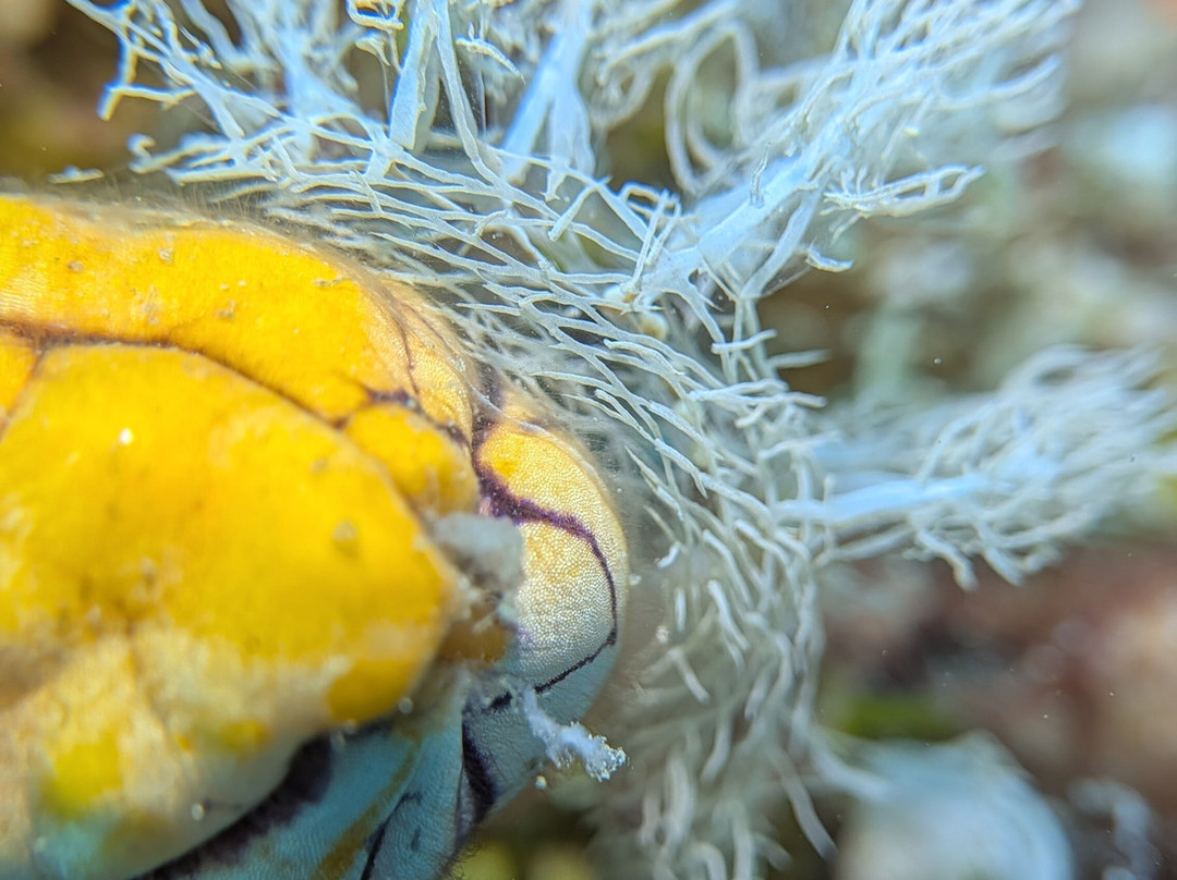 The Three P Beach Resort & Dive Center主图