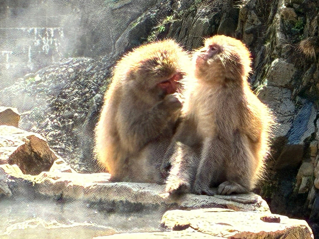 地狱谷雪猴公园-山之内町必去景点