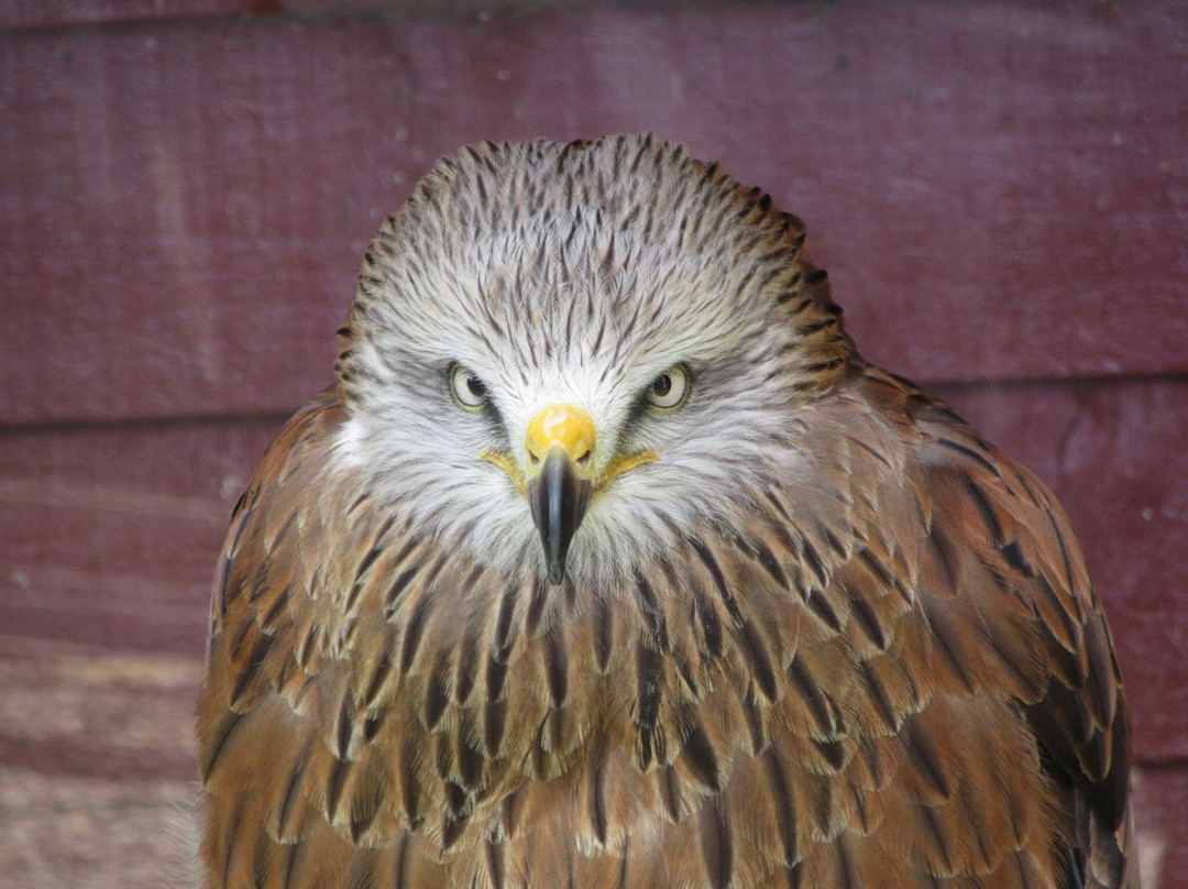 Kielder Water Bird of Prey Centre-Kielder必去景点