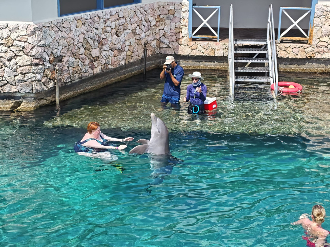 Dolphin Academy Curacao-威廉斯塔德必去景点