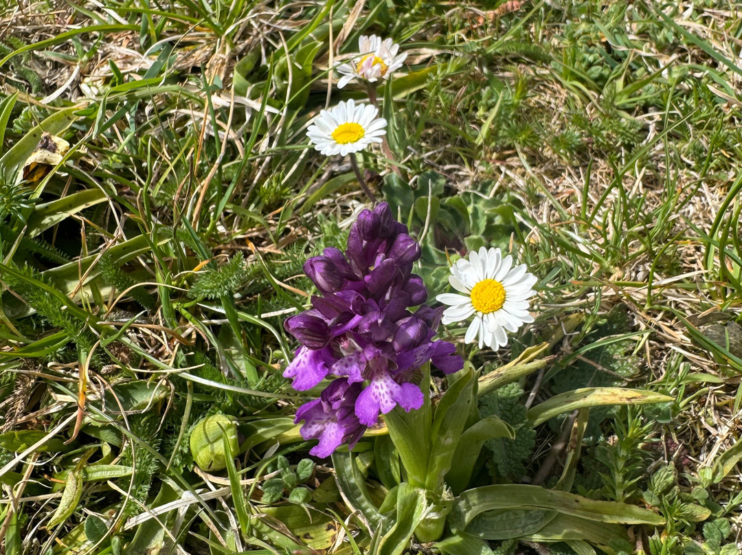 Area Archeologica di Alba Fucens-Massa D'Albe必去景点