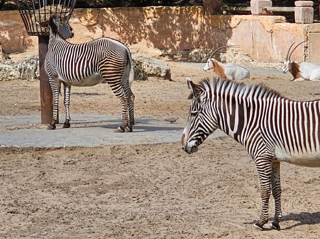 Zoo de La Palmyre-La Palmyre-Les Mathes必去景点