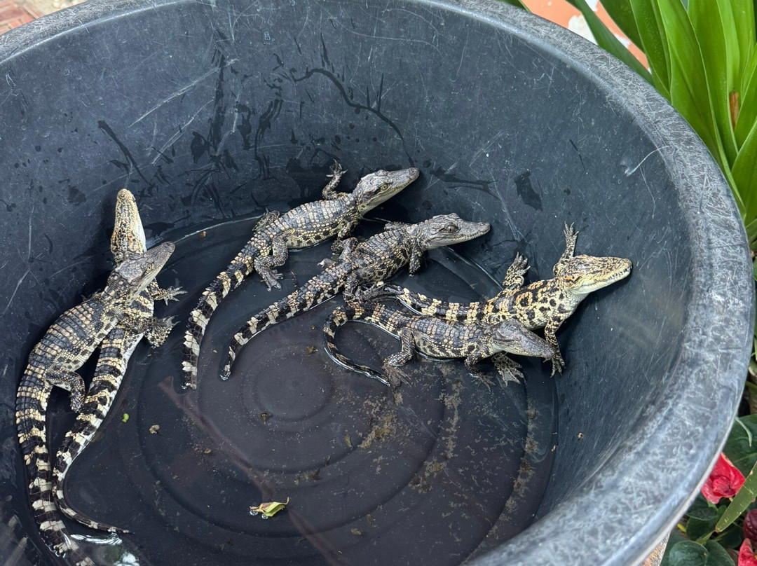 Battambang Crocodile Farm-马德望必去景点