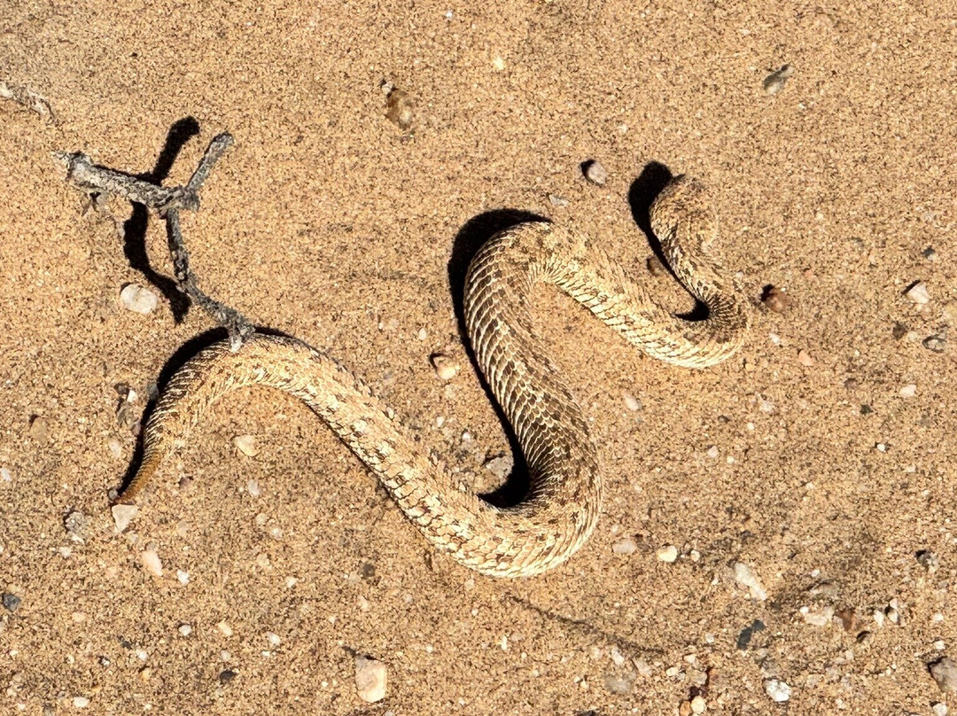 Living Desert Adventures Discover the Little 5-斯瓦科普蒙德必去景点