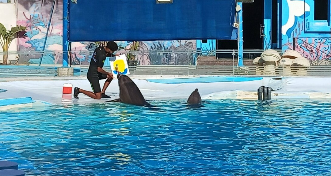 Dolphina Park-沙姆沙伊赫必去景点