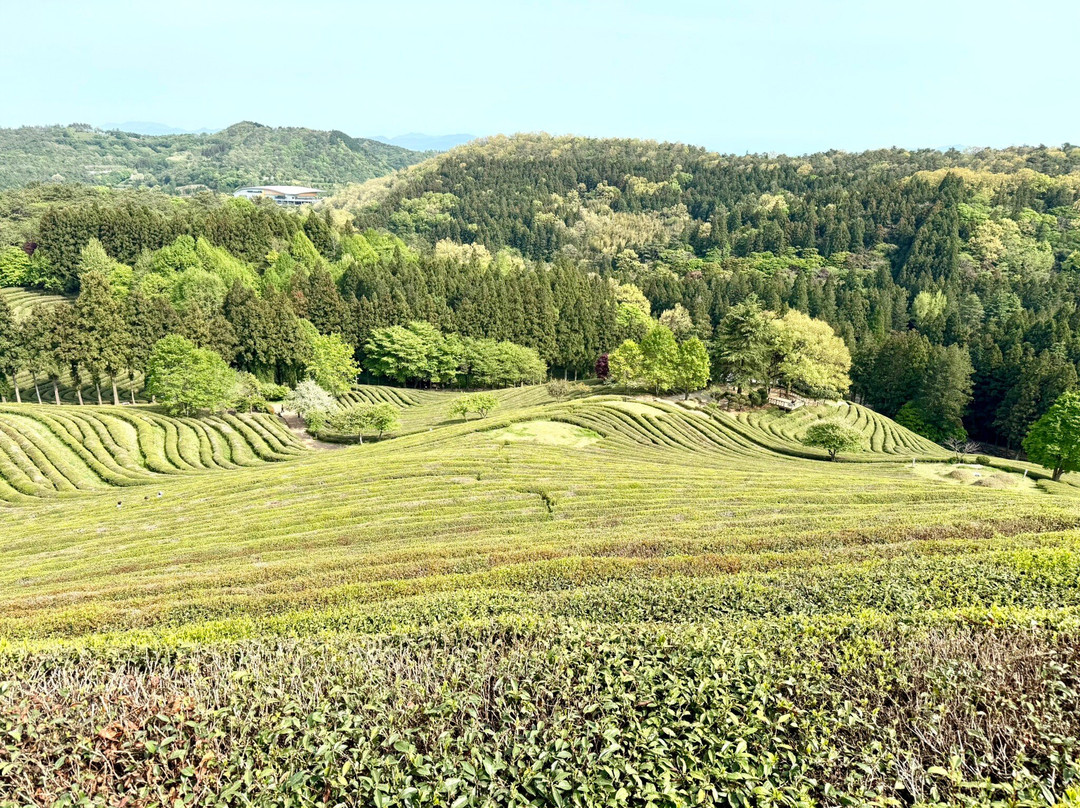 Boseong Green Tea Field Daehan Dawon-宝城郡必去景点