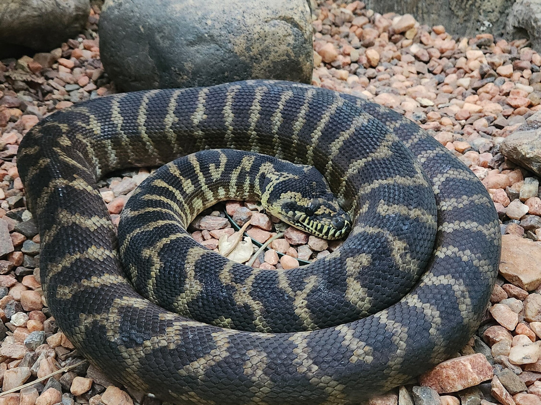 Hoedspruit Reptile Centre-霍德斯普鲁特必去景点