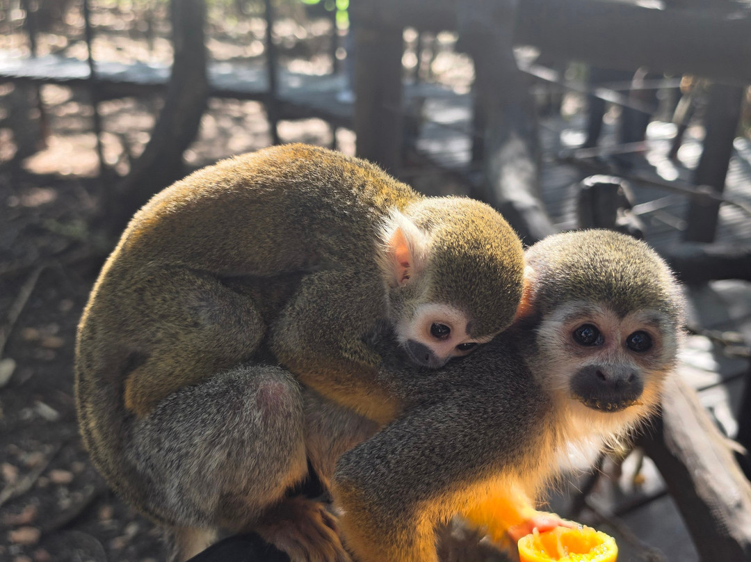 Bush Babies Monkey Sanctuary-哈特比斯普特必去景点