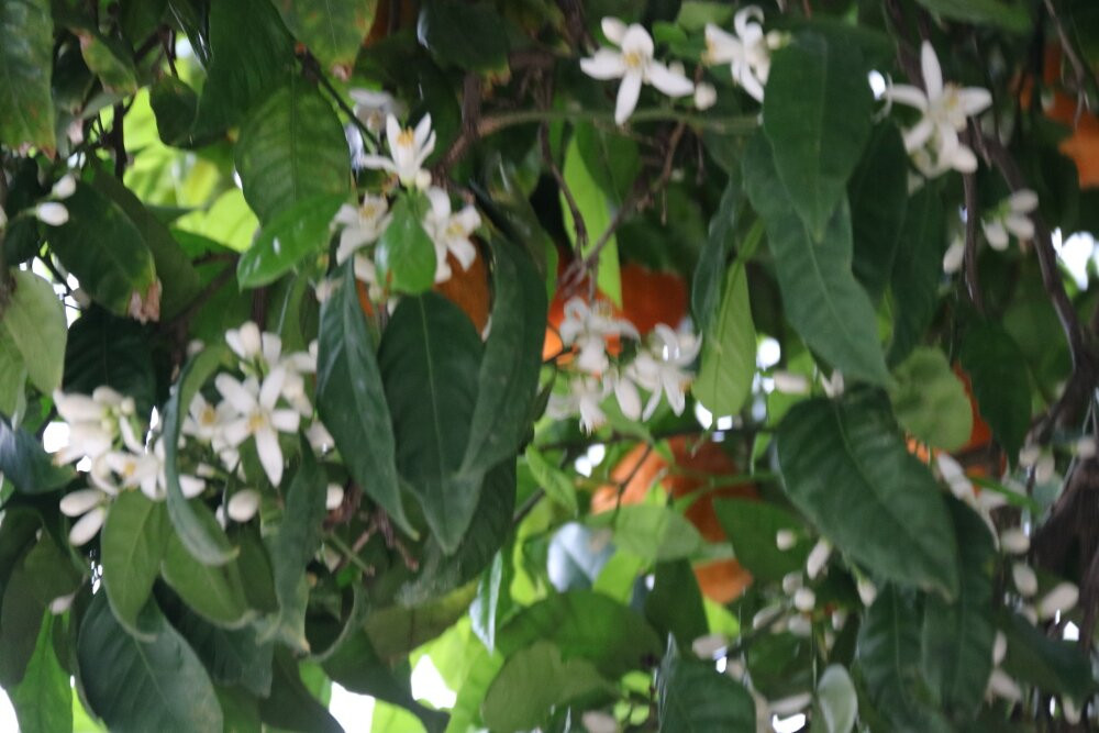 老城区-隆达必去景点