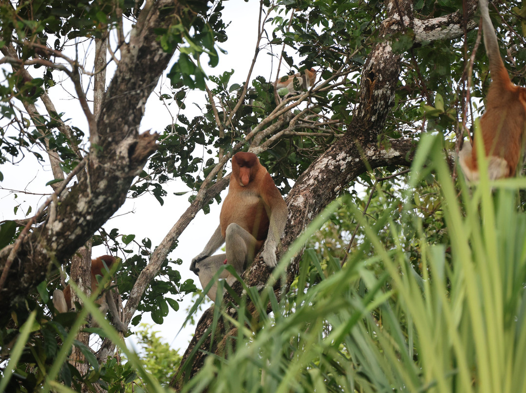 Local Guides - Tanjung Puting-Pangkalan Bun必去景点