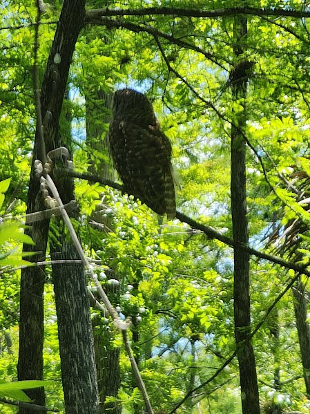 Six Mile Cypress Slough Preserve-迈尔斯堡必去景点