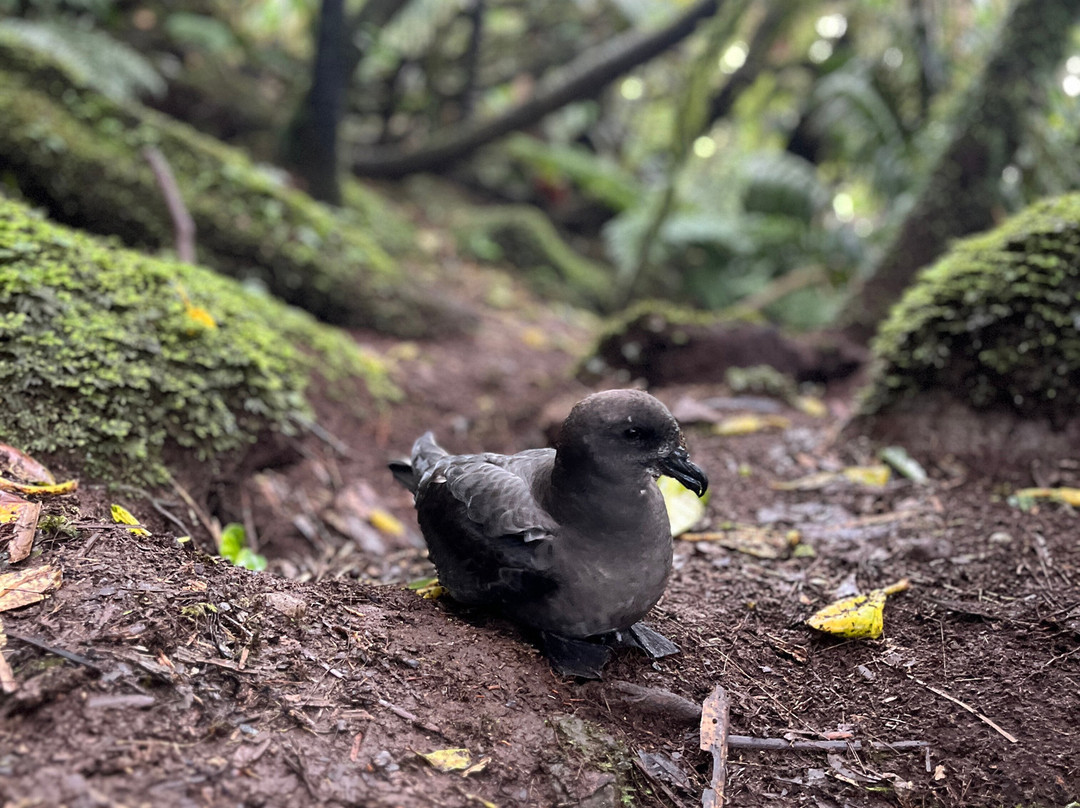 Lord Howe Environmental Tours-豪勋爵群岛必去景点