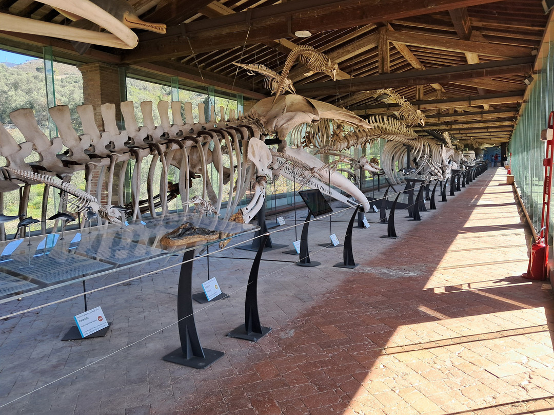 Museo di Storia Naturale - Universita di Pisa-Calci必去景点