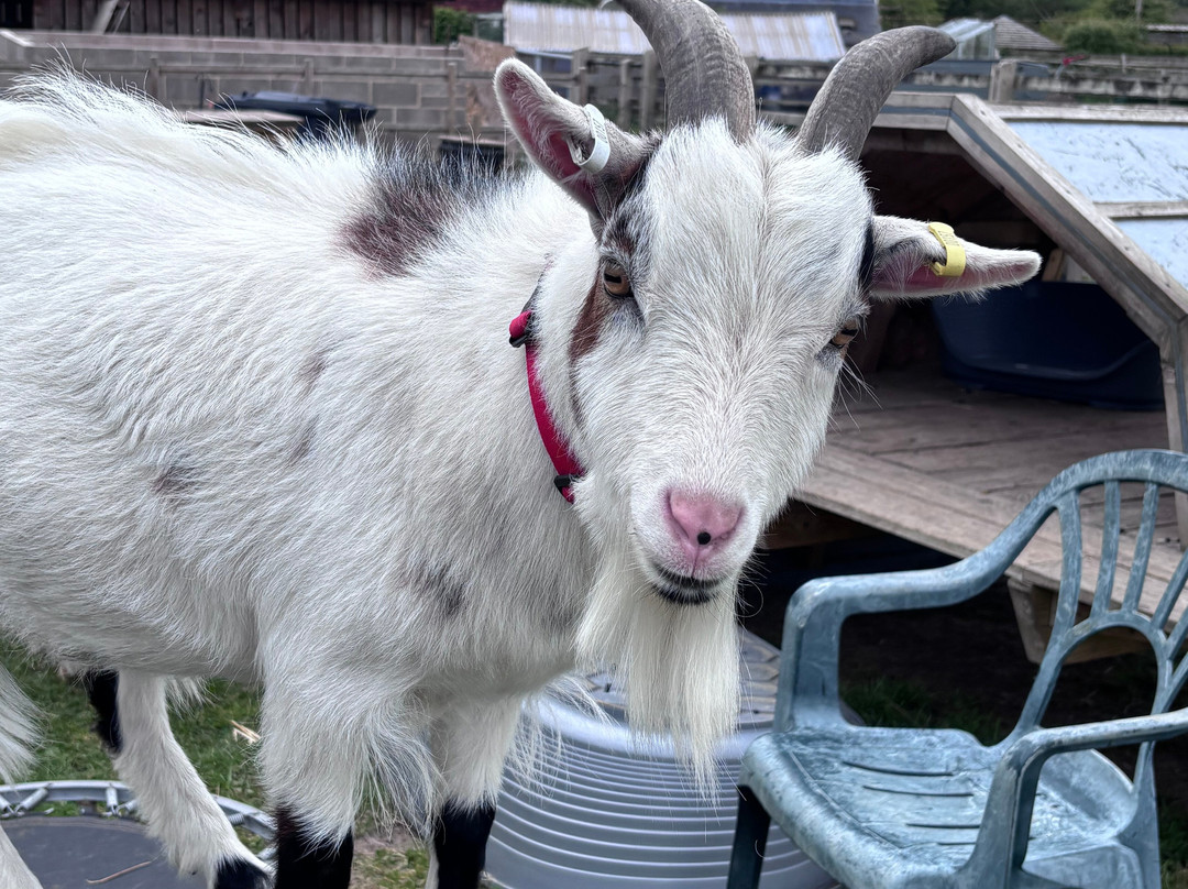 Little Goats At Brockenhurst-Brockenhurst必去景点