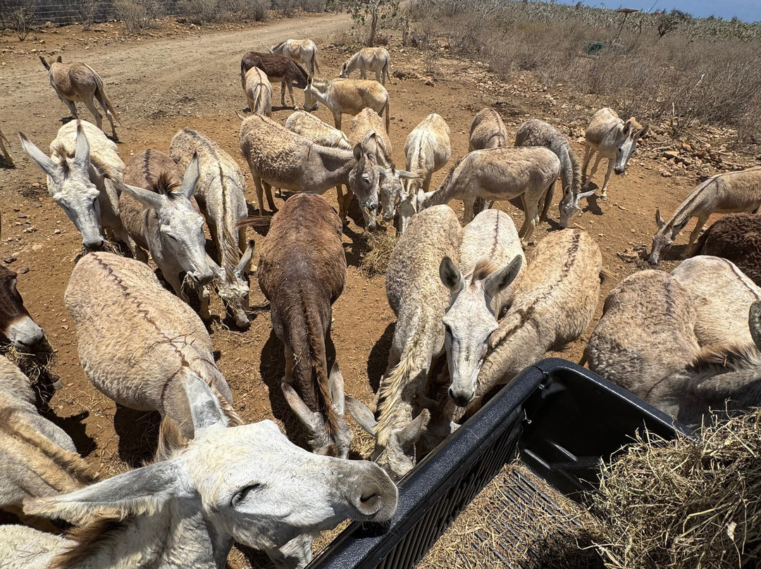 Donkey Sanctuary Bonaire-博奈尔岛必去景点