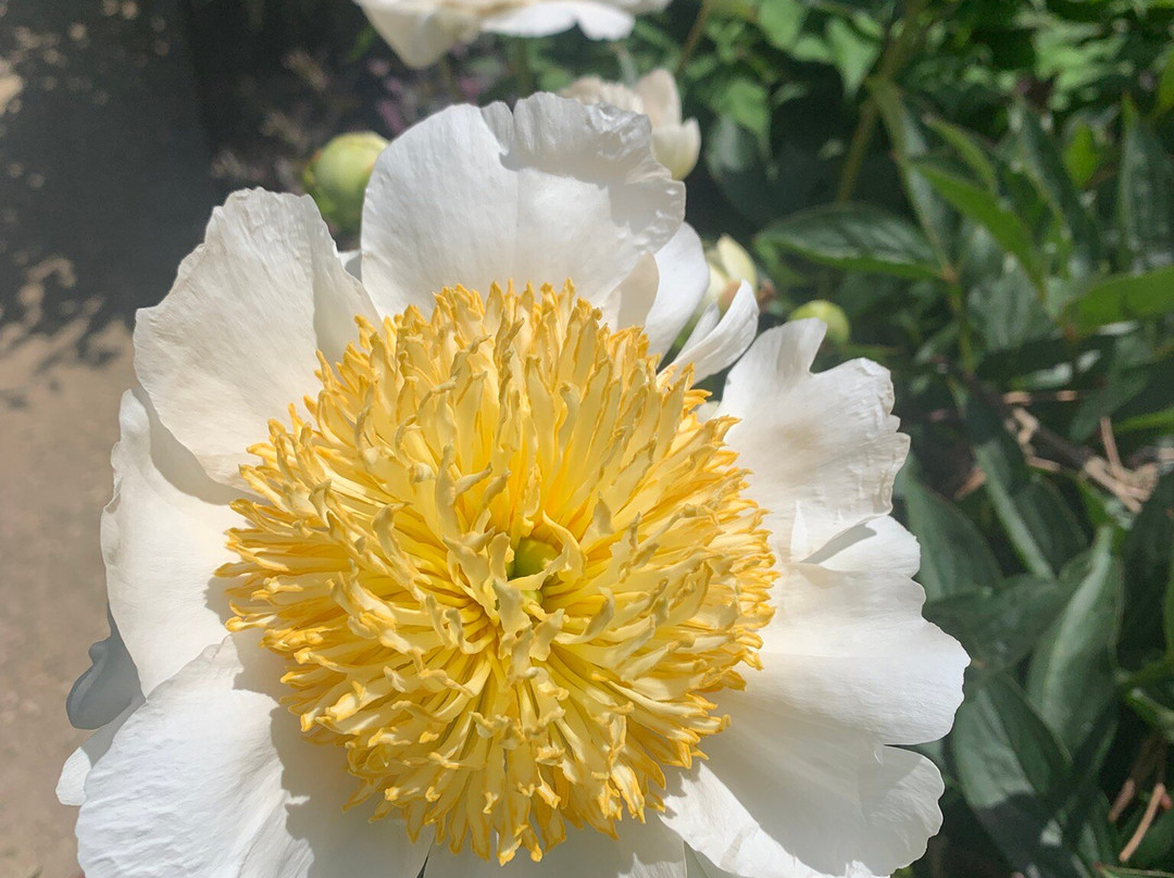 Riverhill Himalayan Gardens-Sevenoaks必去景点