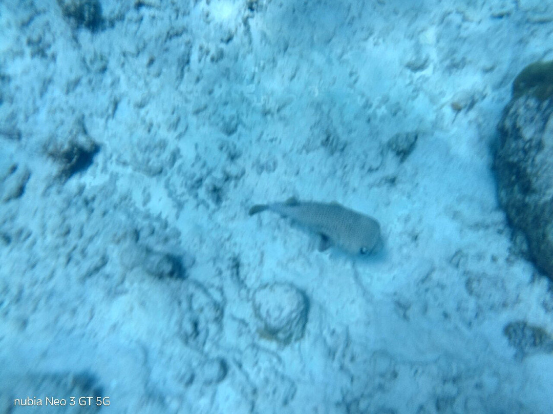 Fundiving Curacao-威廉斯塔德必去景点