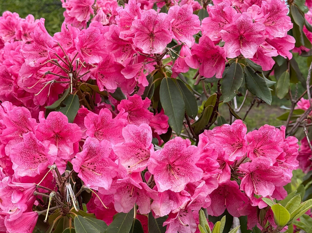 Polly Hill Arboretum-West Tisbury必去景点