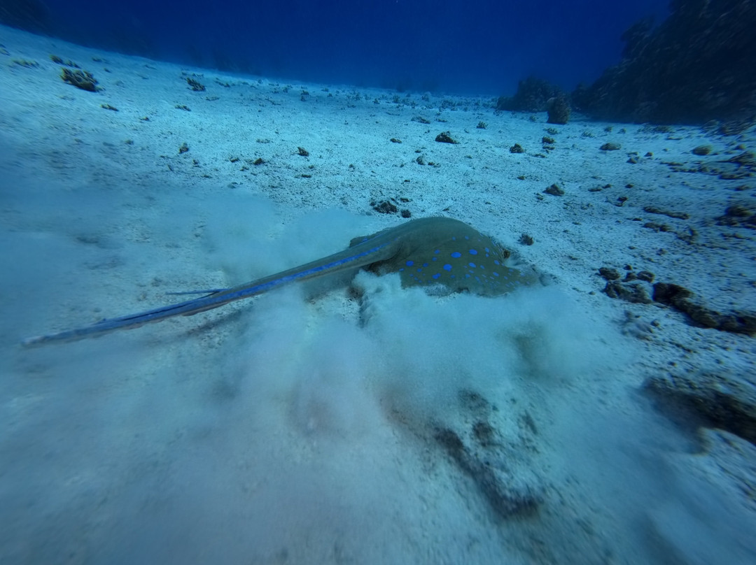 Orca Dive Club Safaga-Safaga必去景点