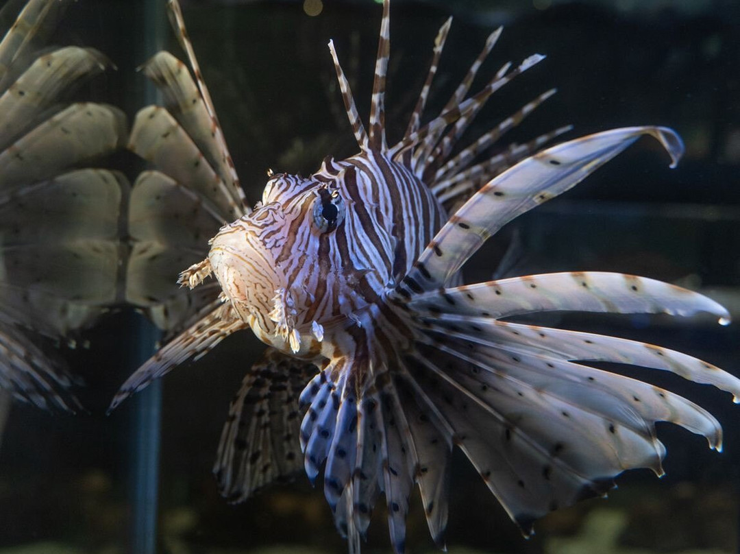 Public Aquarium and Tropicarium Belgrade-贝尔格莱德必去景点