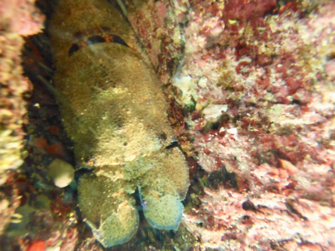Coral Diving Crete-Anissaras必去景点