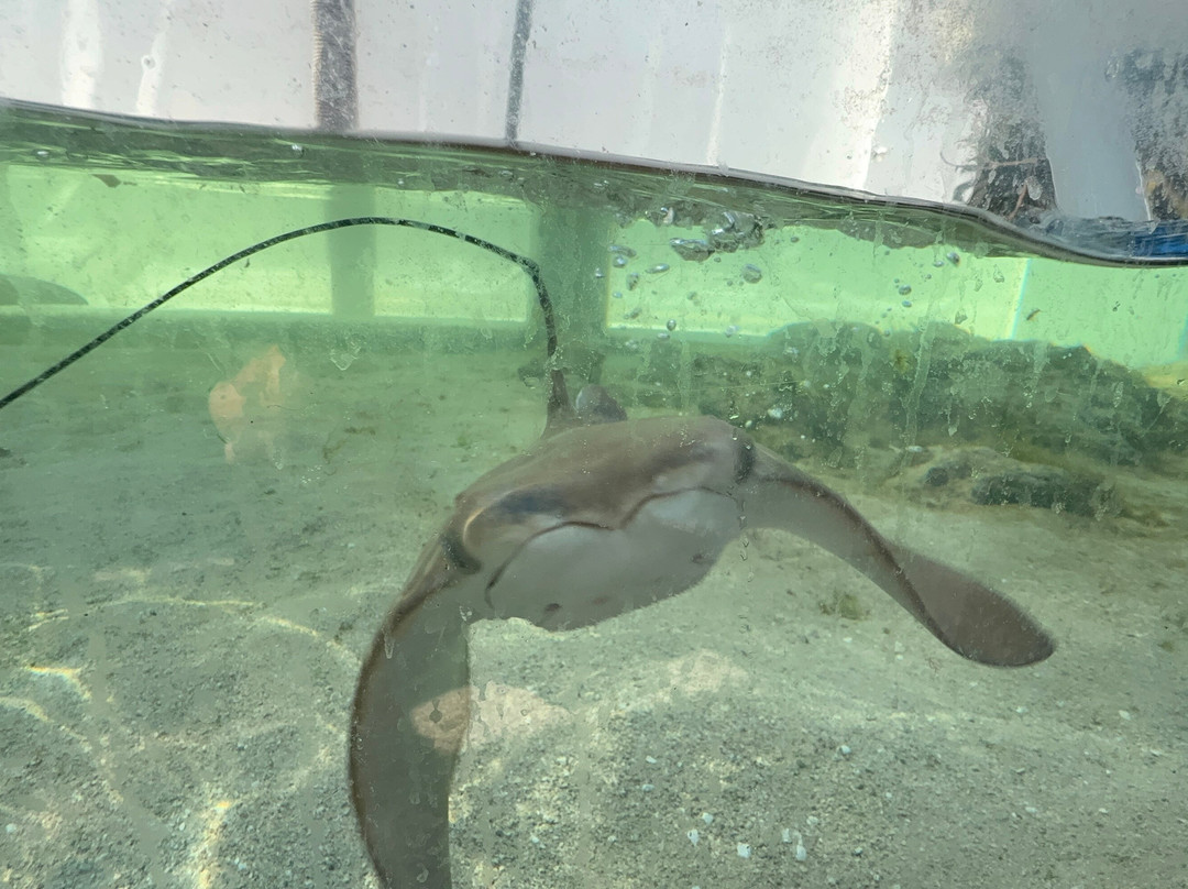 Tarpon Springs Aquarium and Animal Sanctuary-塔彭斯普林斯必去景点