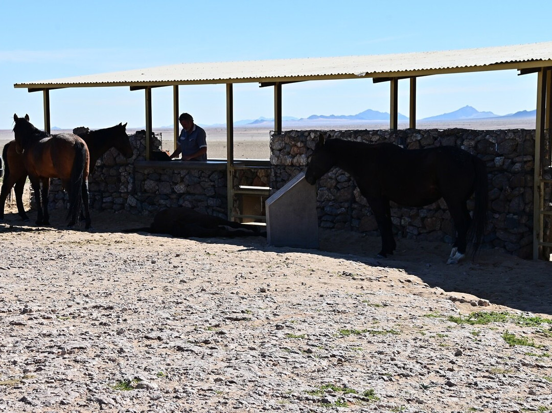 Wild Horses of Aus-Aus必去景点