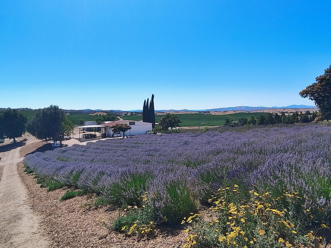 Hambly Lavender Farm-帕索罗布尔斯必去景点