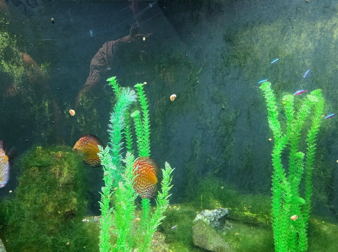 Flint RiverQuarium-奥尔巴尼必去景点