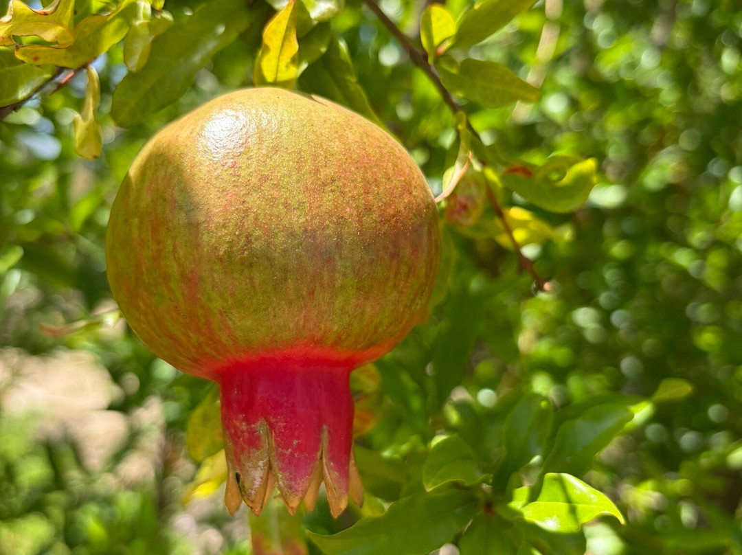 Orchard Of Flavours Botanical Garden-Luz de Tavira必去景点