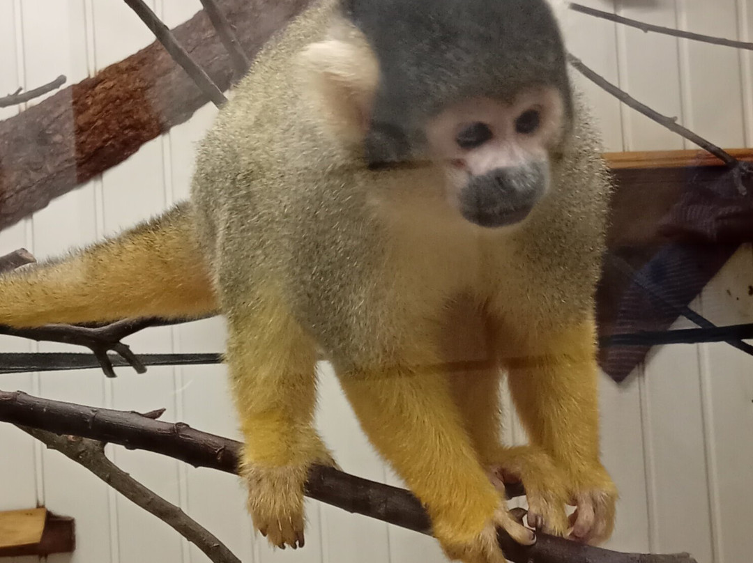 Combe Martin Wildlife And Dinosaur Park-伊尔弗勒科姆必去景点