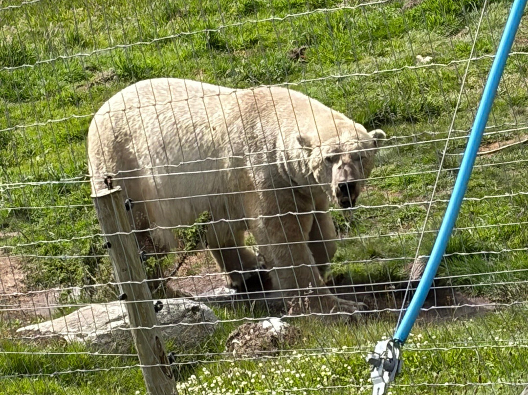 Highland Wildlife Park-Kincraig必去景点