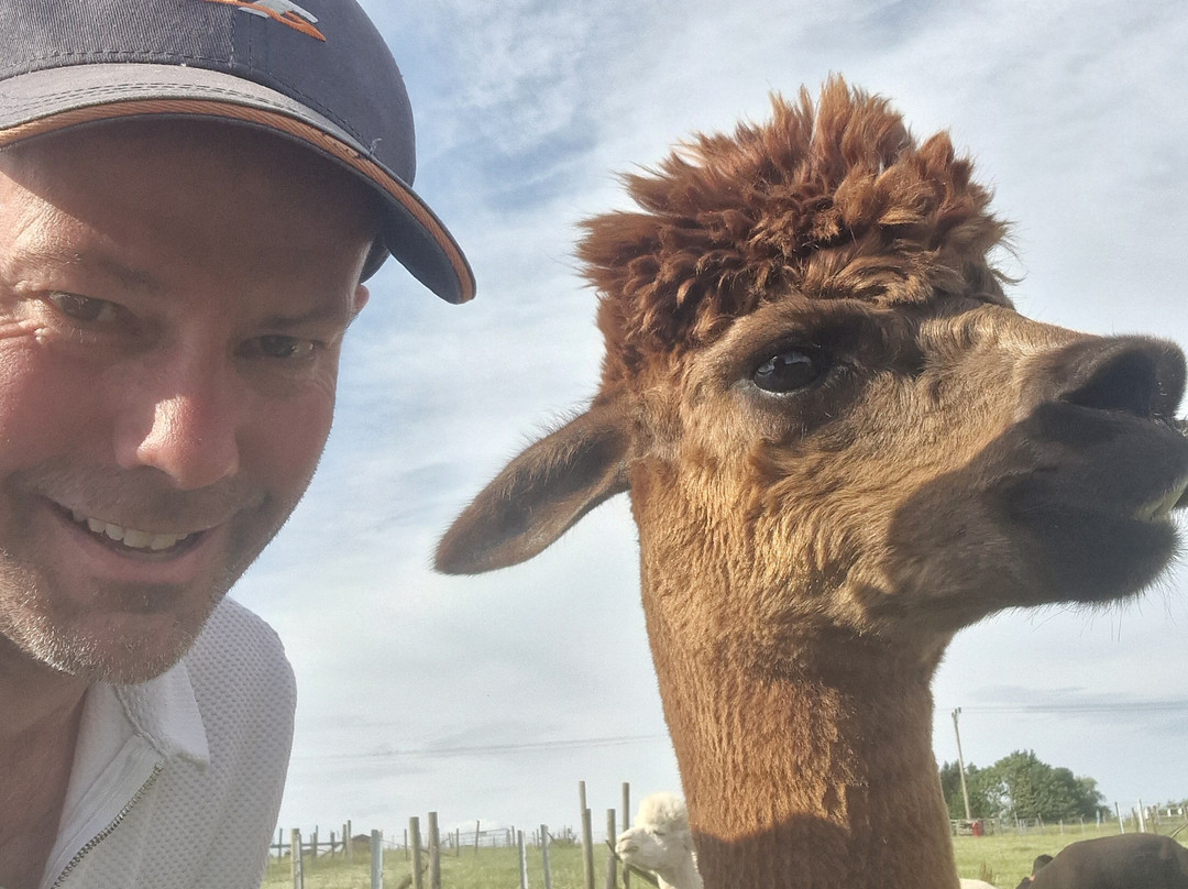Charnwood Forest Alpacas-Boundary必去景点
